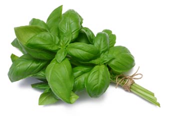 Sweet basil